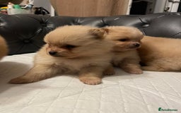 Pomeranian dogs for sale: Beautiful 🤩 Pomarenian puppies  - Image 8