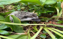 Pygmy Hedgehog rodents for sale: Reverse pinto young girl & dark boy ready now  - Image 6