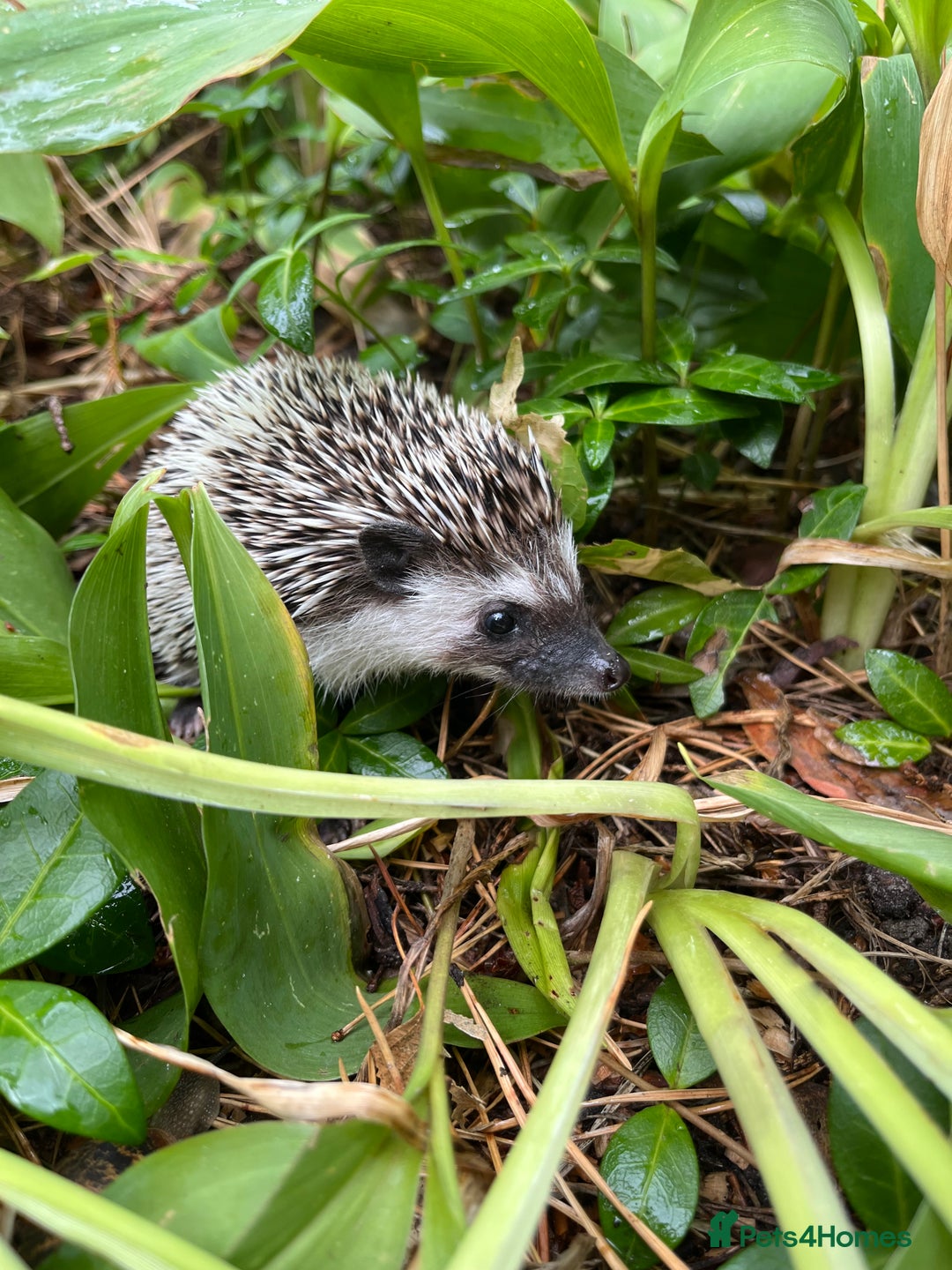 Pygmy Hedgehog rodents for sale: Reverse pinto young girl & dark boy ready now  - Image 6