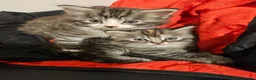 British Longhair cats for sale: Silver and black and grey longhaired kittens  - Advert 1