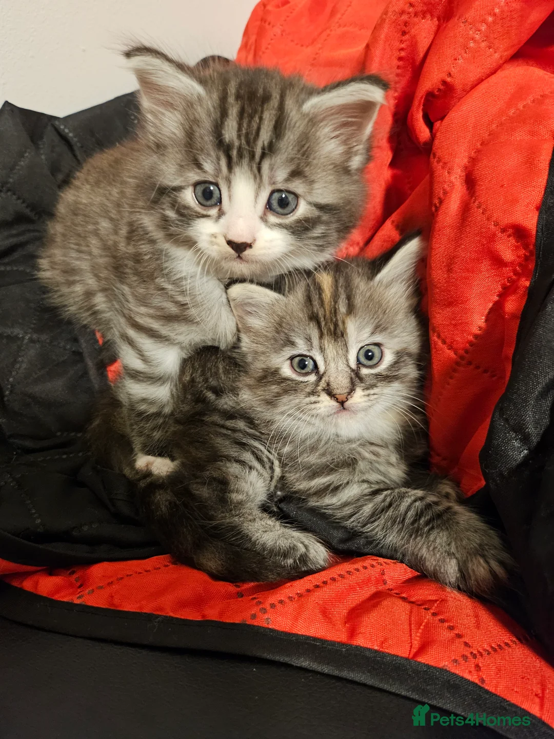 British Longhair cats for sale: Silver and black and grey longhaired kittens  - Advert 1