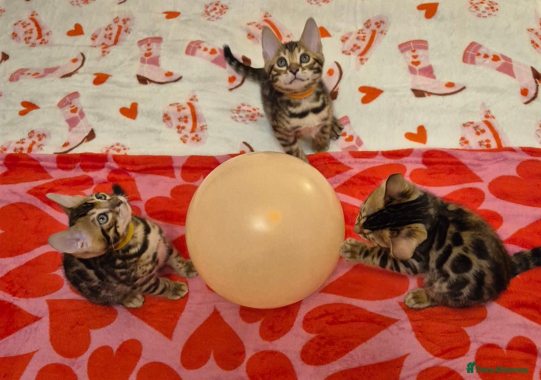 Bengal cats for sale: Bengal Kittens-Reservations Now Open  - Advert 16