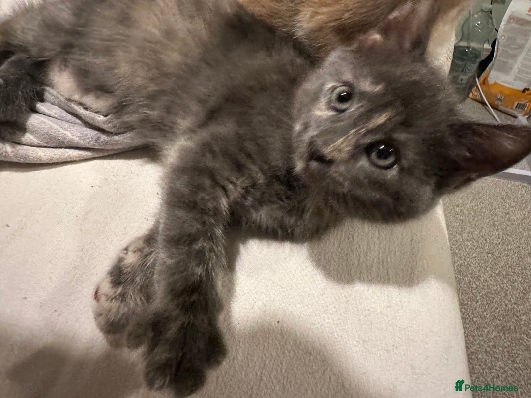 Mixed Breed cats for sale: Beautiful Maine Coon x British Long Hair kittens  - Image 2