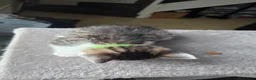 Ragdoll cats for sale: 🐱 Ragdoll Mix Kittens – Ready Soon! - Advert 4