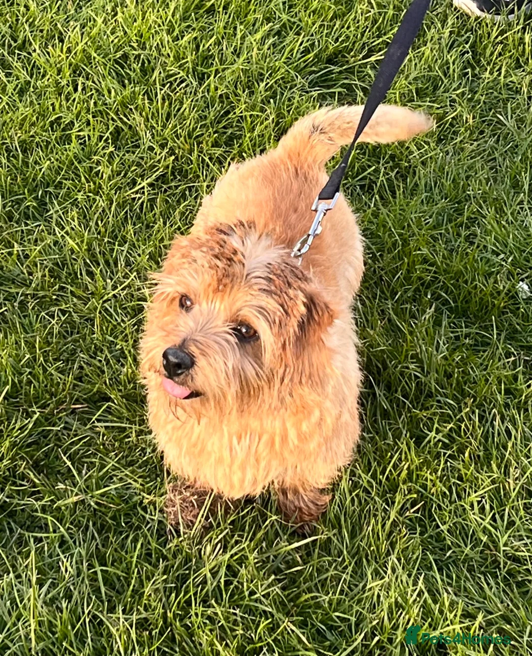 Norfolk Terrier dogs for stud: KC NORFOLK TERRIER STUD  - Advert 10