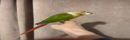 Conures birds for sale: Hand tame Pineapple Conure  - Advert 2