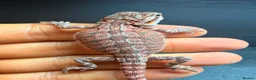 Bearded Dragon reptiles for sale: Red Monster baby bearded dragons ready to go!  - Advert 3