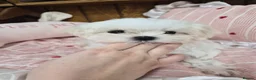 Maltese dogs for sale: 100% Korean‑line Maltese, registered with KKF  - Advert 6