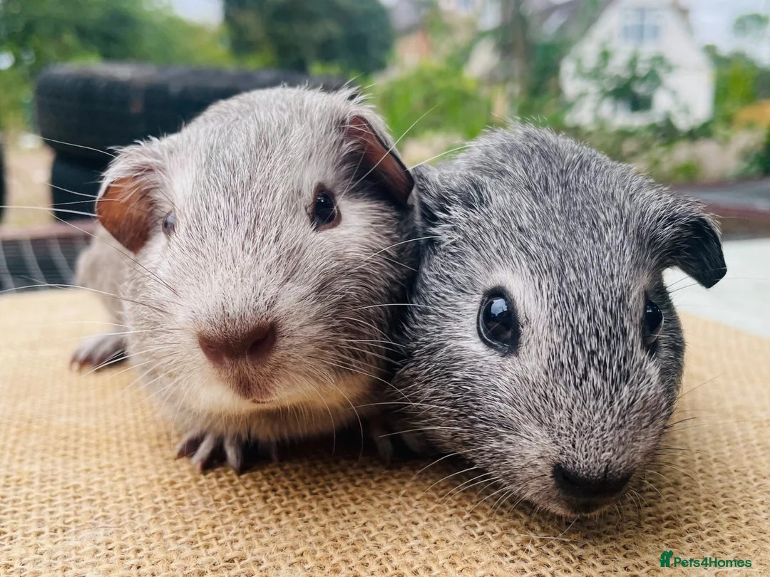Guinea Pig rodents for sale: Guinea pigs for loving new homes - Advert 1