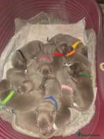 Labrador Retriever dogs - Advert 3
