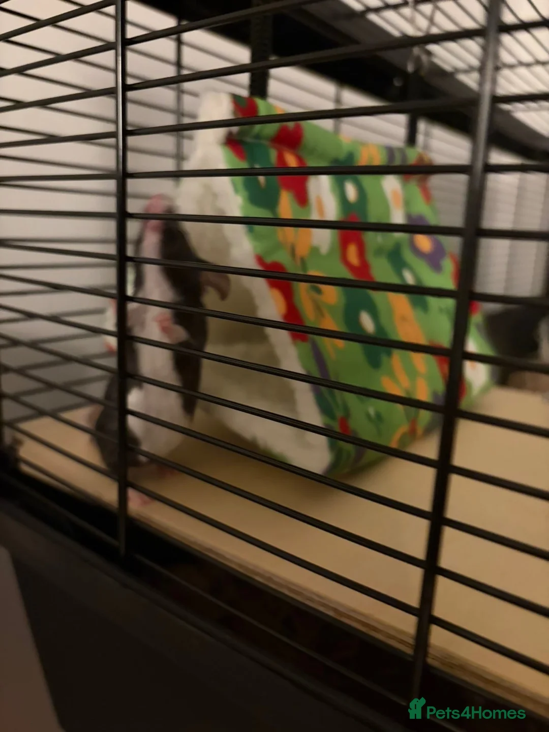 Mouse rodents for sale: fancy mice in Willenhall - Advert 3