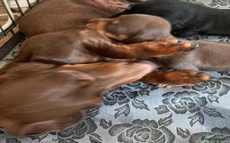Miniature Dachshund dogs for sale: Kaneishan minature Daschund puppies  - Image 6