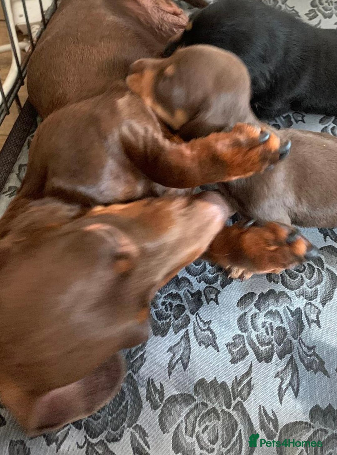 Miniature Dachshund dogs for sale: Kaneishan minature Daschund puppies  - Image 6