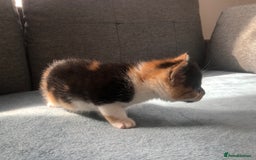 Mixed Breed cats for sale: 5 kittens for sale - Advert 27