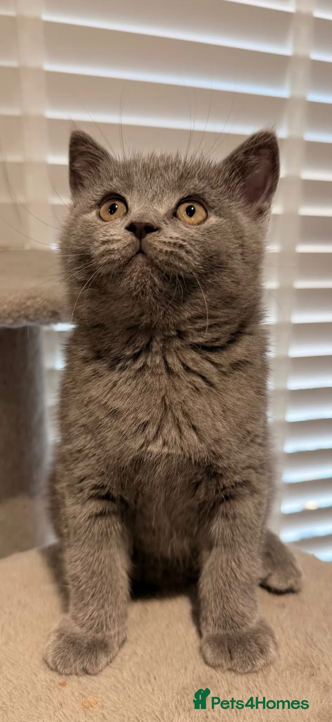 British Shorthair cats for sale: British Shorthair Kittens - Advert 2