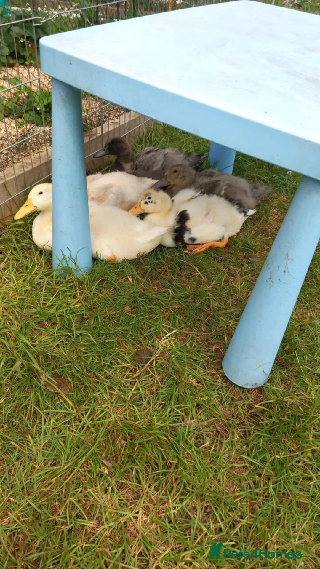 Ducks poultry for sale: Domestic Ducks - Advert 2