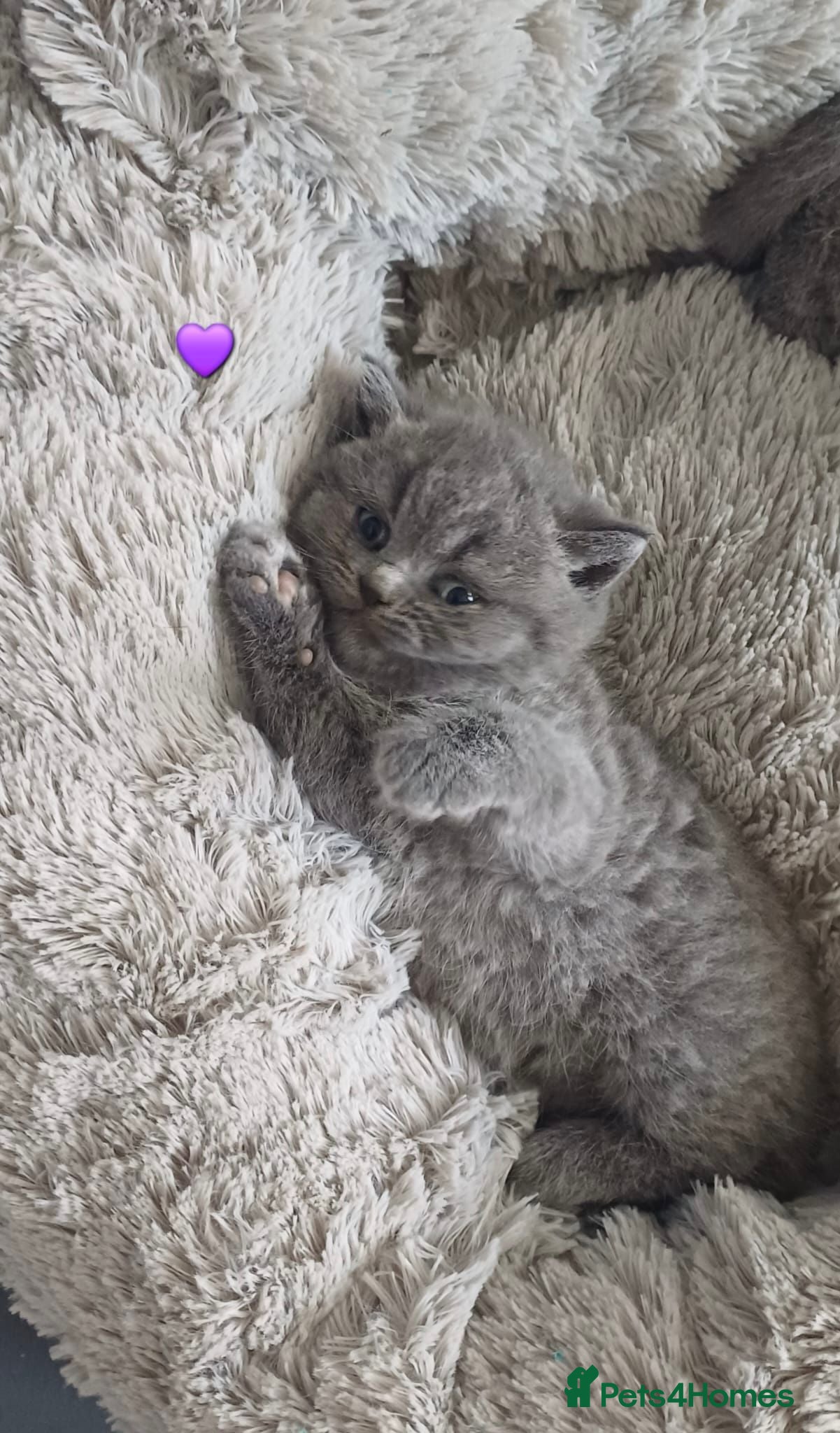 British Shorthair cats British Shorthair Kittens - Advert 2