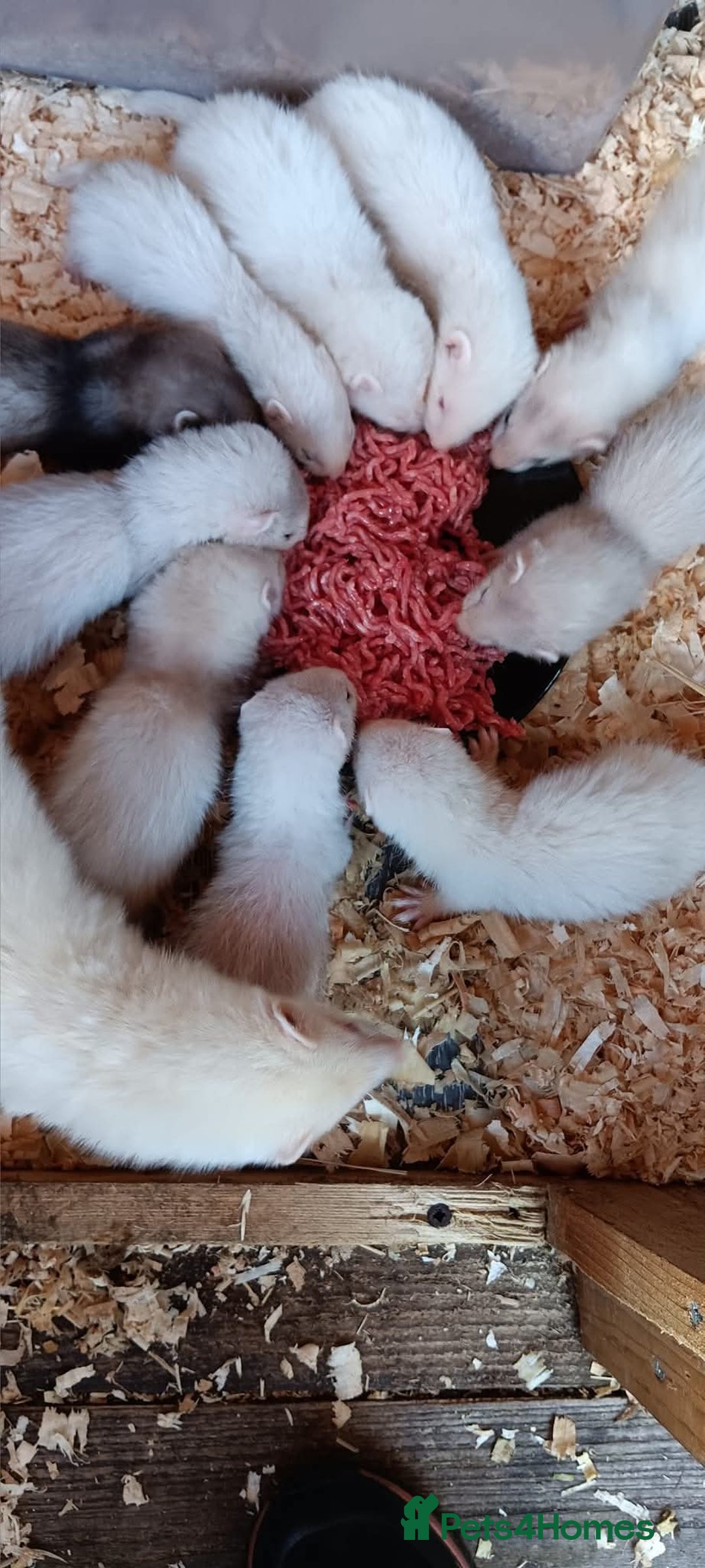 Ferret rodents for sale: 2 ferret kits angora - Image 1