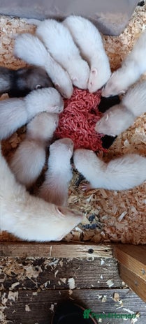 Ferret rodents - Advert 19