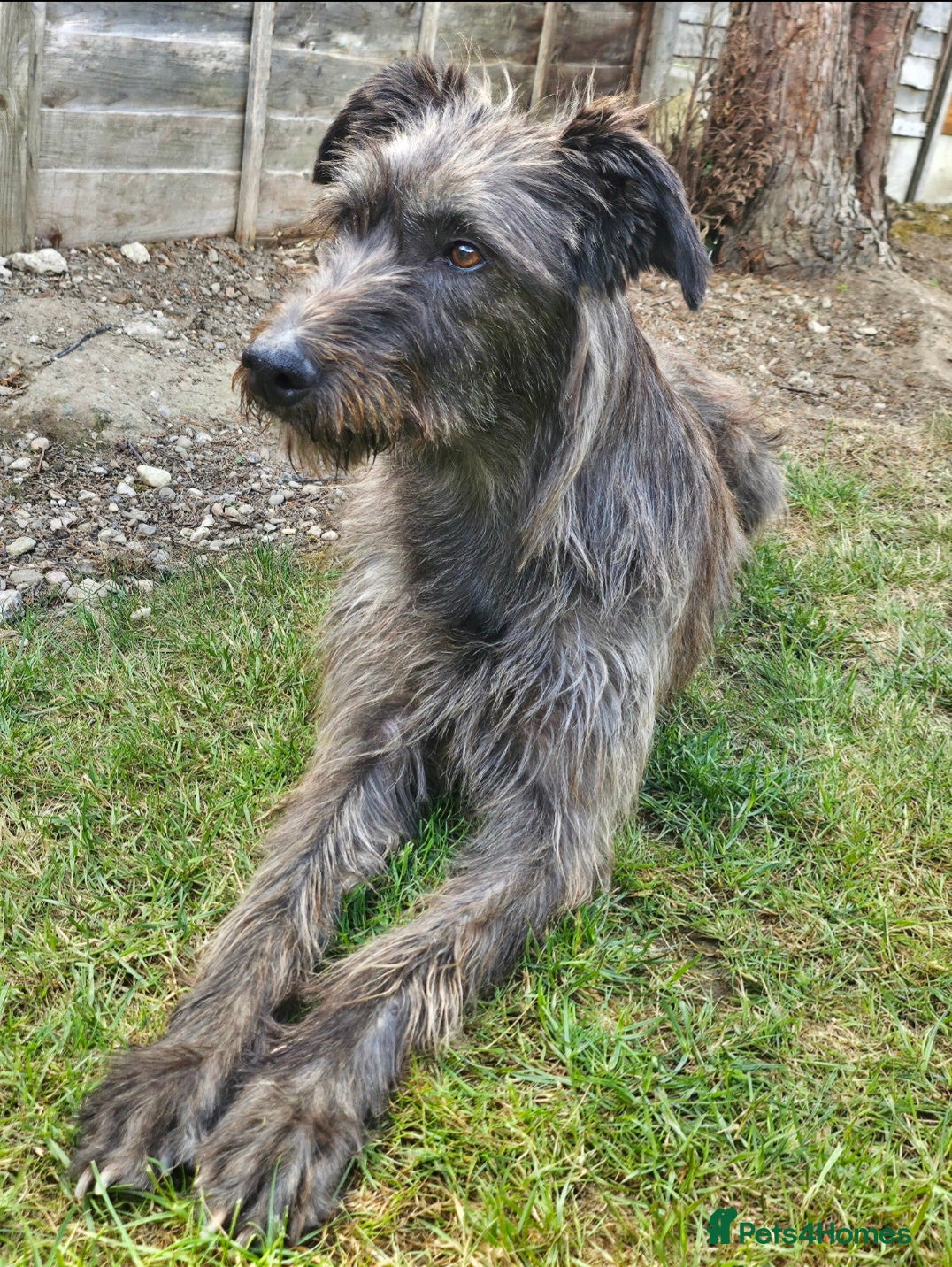Mixed Breed dogs Deerhound Greyhound Collie/ Bedlington  - Advert 2