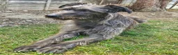 Mixed Breed dogs for sale: Deerhound Greyhound Collie/ Bedlington  in Shrewsbury - Advert 1
