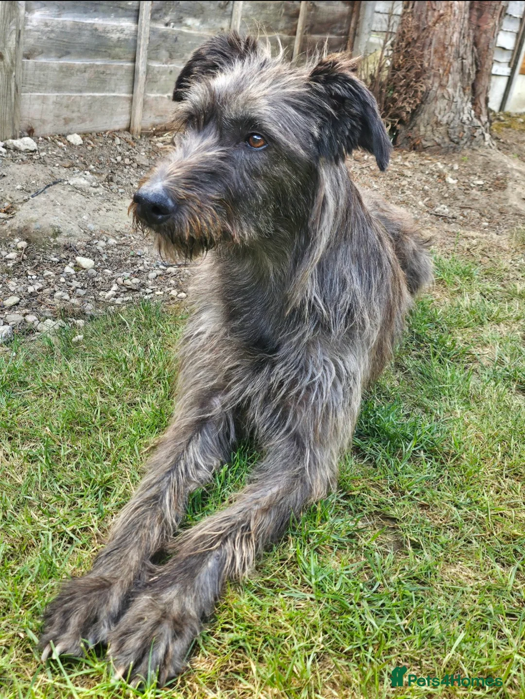 Mixed Breed dogs for sale: Deerhound Greyhound Collie/ Bedlington  in Shrewsbury - Advert 1