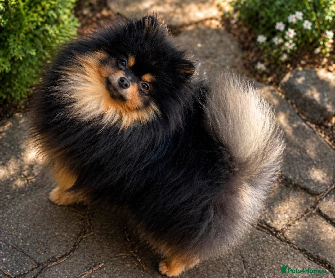 Pomeranian dogs for stud: Black and cherry tan Pomeranian stud  - Advert 2