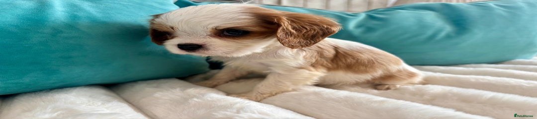 Cavalier King Charles Spaniel Puppy 3