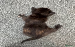 Domestic Shorthair cats for sale: Gorgeous baby kittens  - Image 3