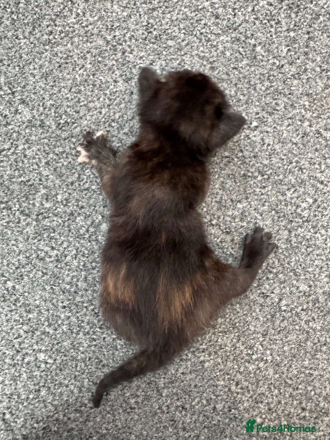 Domestic Shorthair cats for sale: Gorgeous baby kittens  - Image 3