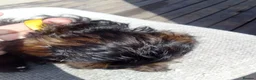 Cockapoo dogs for sale:  cockerpoo licensed breeder  - Advert 22