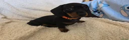 Dachshund dogs for sale: Six beautiful miniature smooth haired dachshunds - Advert 15