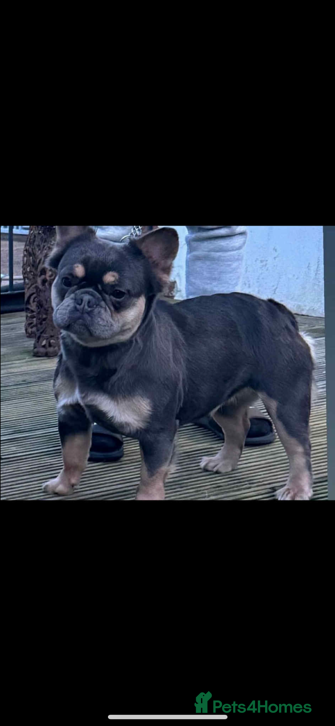 French Bulldog dogs Fluffy frenchbulldog  - Advert 14