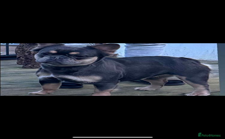 French Bulldog dogs Fluffy frenchbulldog  - Advert 2