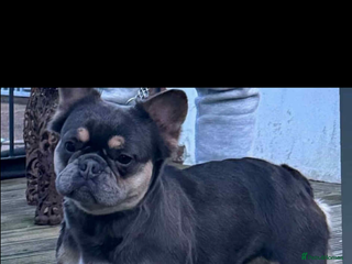 French Bulldog dogs Fluffy frenchbulldog - Advert 2