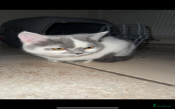 British Shorthair cats for sale: ✨1 BSH Kitten Left £400 ✨  - Image 6