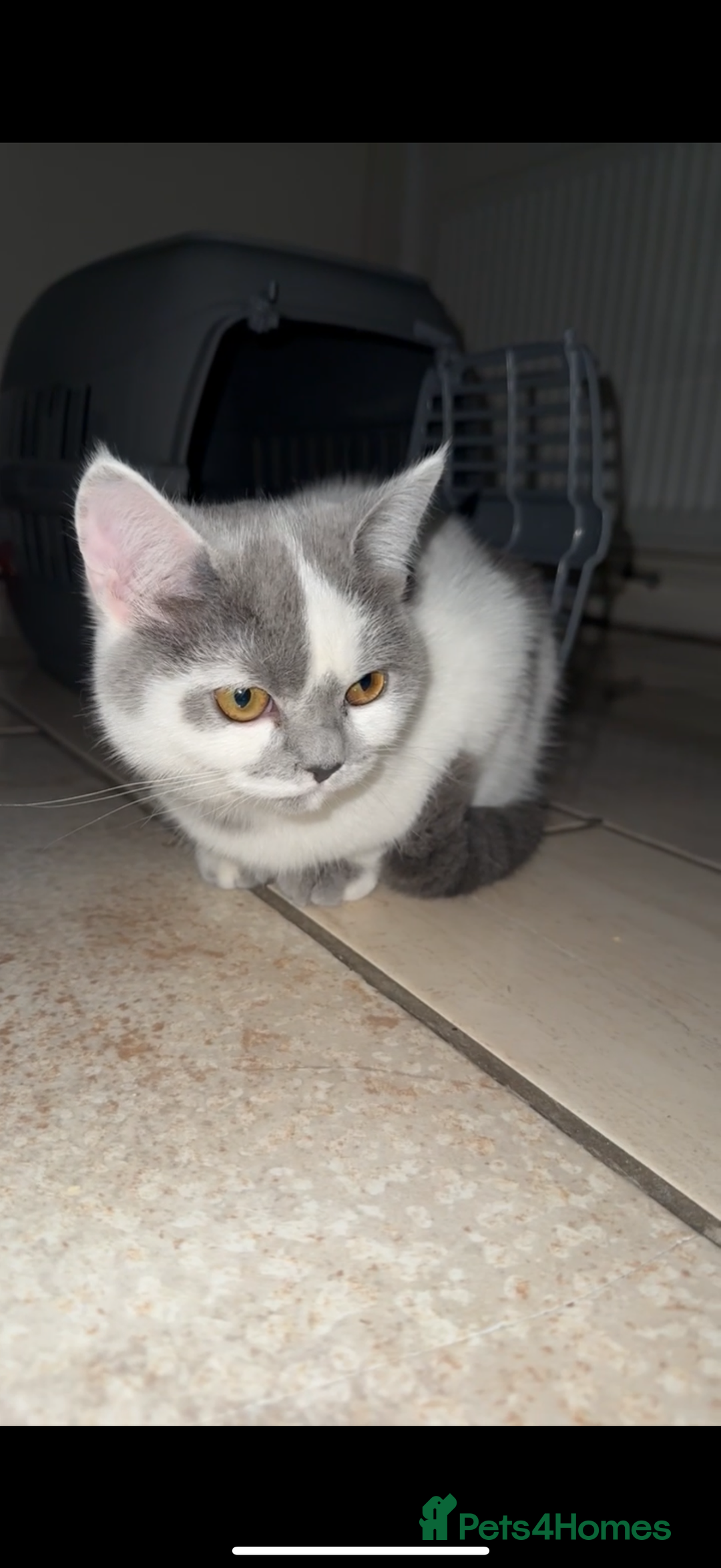 British Shorthair cats for sale: ✨1 BSH Kitten Left £400 ✨  - Image 6
