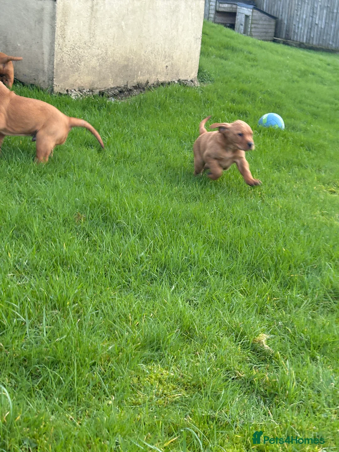 Mixed Breed dogs for sale: Vizslador pups for sale  in Newry - Advert 10