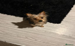 Mixed Breed dogs for sale: Yorkie crossed jack Russell  - Advert 3