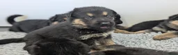 German Shepherd dogs for sale: Champion-Line KC Pups From Health Tested Parents - Advert 1