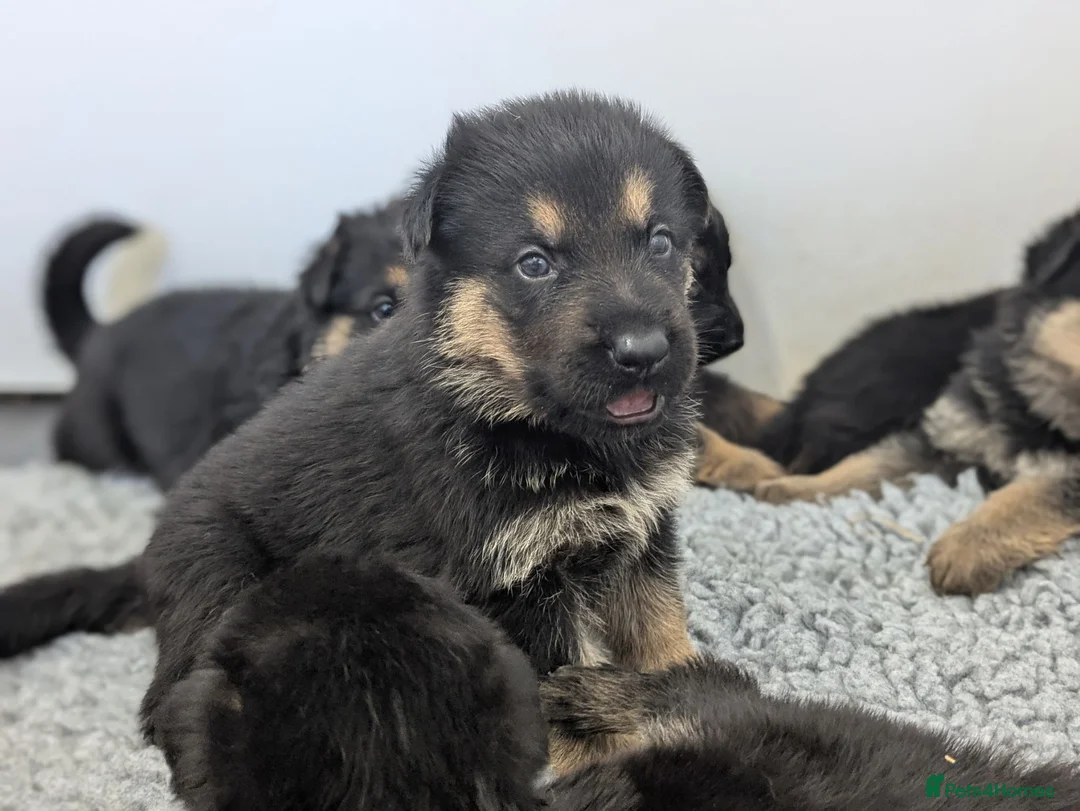 German Shepherd dogs for sale: Champion-Line KC Pups From Health Tested Parents - Advert 1