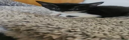 Mixed Breed cats for sale: Beautiful kittens  - Advert 2