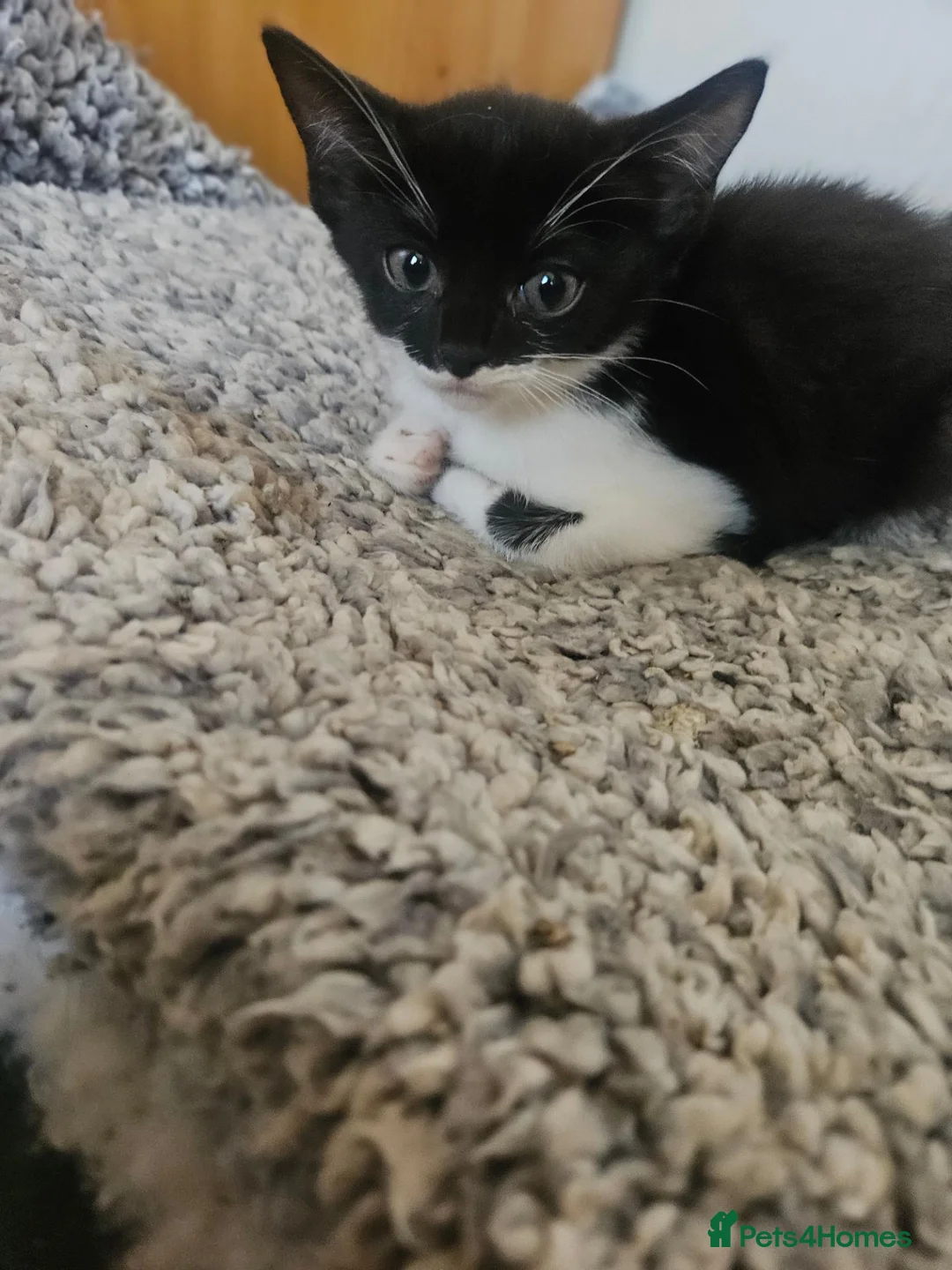 Mixed Breed cats for sale: Beautiful kittens  - Advert 2