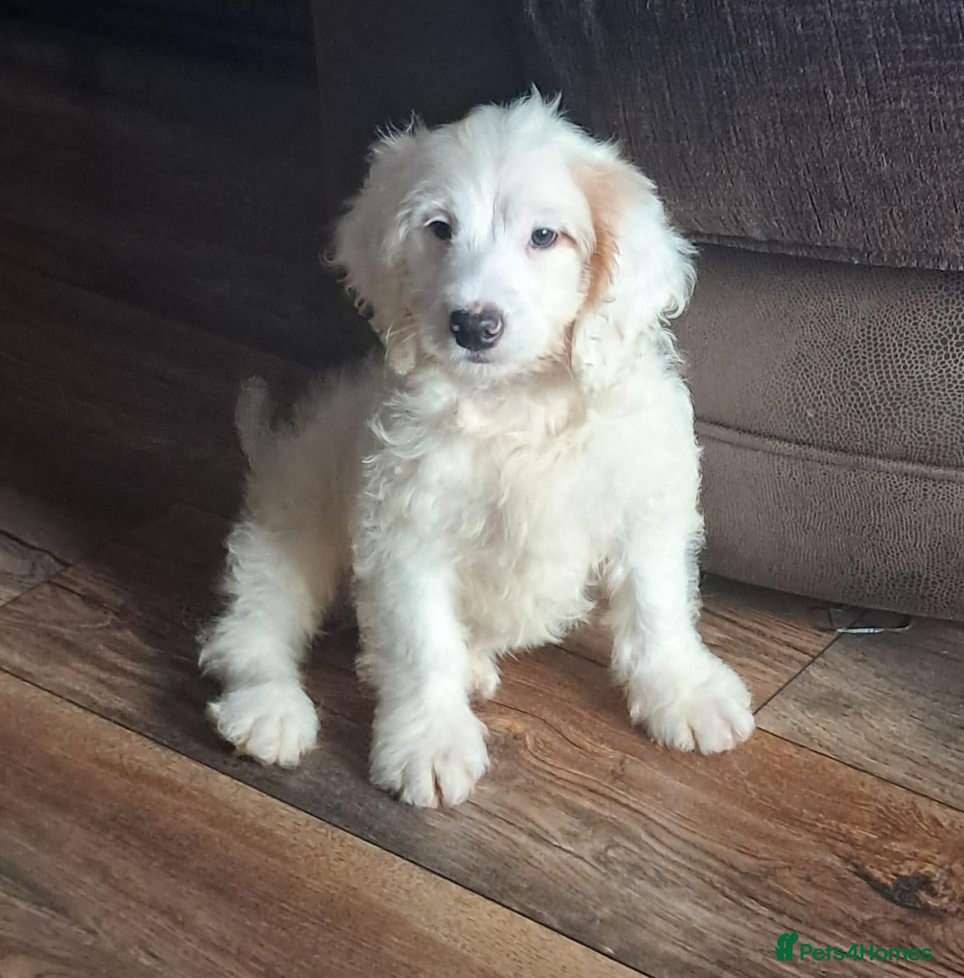 Cockapoo dogs Cockapoo puppy's  - Advert 5