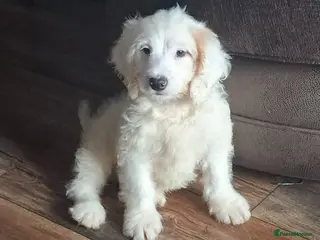 Cockapoo dogs Cockapoo puppy's - Advert 5