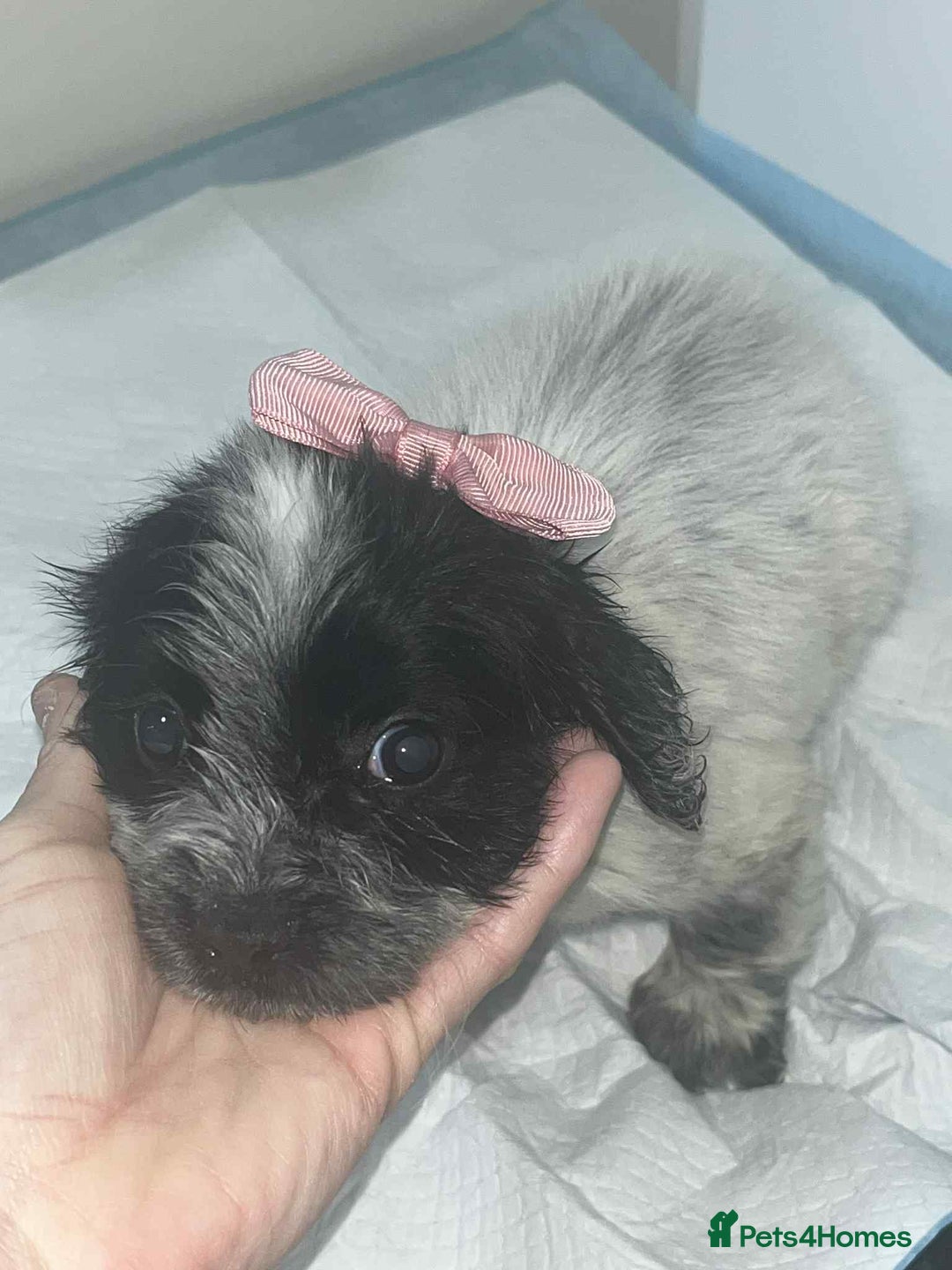 Cocker Spaniel dogs for sale: Cocker Spaniel girl puppies - Advert 8