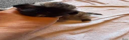 Pekingese dogs for sale: Kc Pekingnese sable Blk mask 3 little girls  - Advert 7