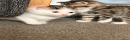 Mixed Breed cats for sale: Kittens in Hartlepool - Advert 3