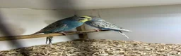 Budgerigars birds for sale: Beautiful rainbow budgies 🌈  - Advert 1