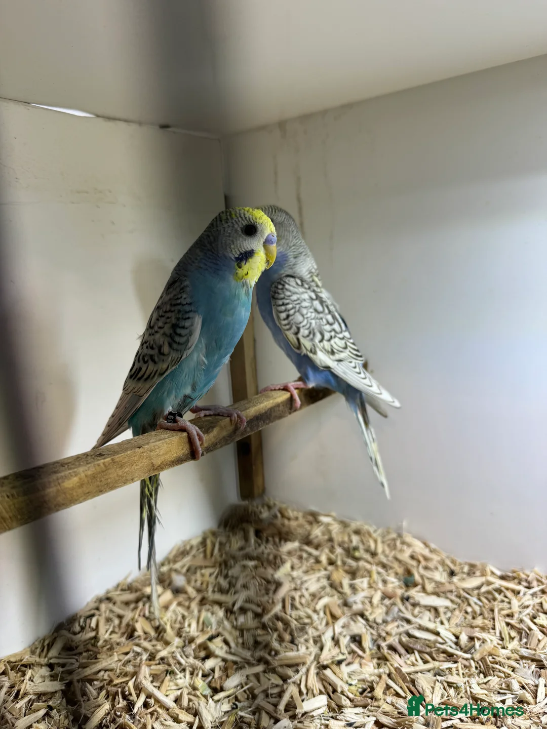Budgerigars birds for sale: Beautiful rainbow budgies 🌈  - Advert 1